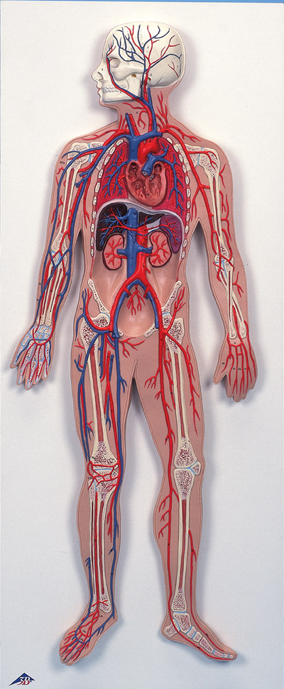circulatory system. Category